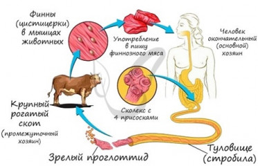 памятка для населения Финноз (цистицеркоз) - фото - 1